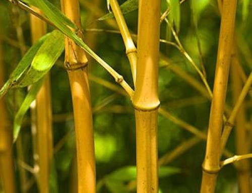 Is Bamboo Truly Eco-Friendly?